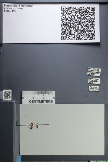 Media type: image;   Entomology 523176